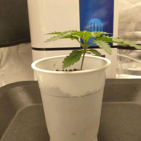 Gelato 41 fast growlog timeline photo