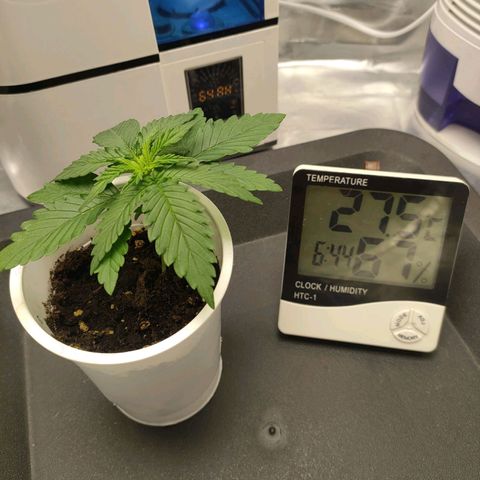 Gelato 41 fast growlog photo: Terzo internodo in crescita