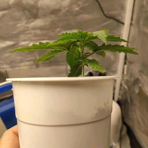 Gelato 41 fast growlog photo: Terzo internodo in crescita