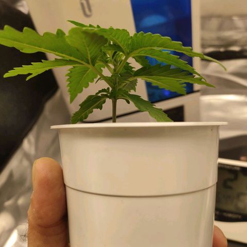 Gelato 41 fast growlog photo: Terzo internodo in crescita