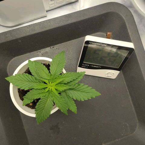 Gelato 41 fast growlog photo: Terzo internodo in crescita