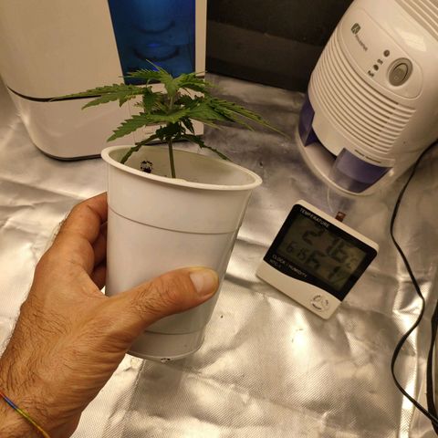 Gelato 41 fast growlog timeline photo