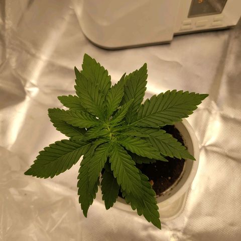 Gelato 41 fast growlog timeline photo