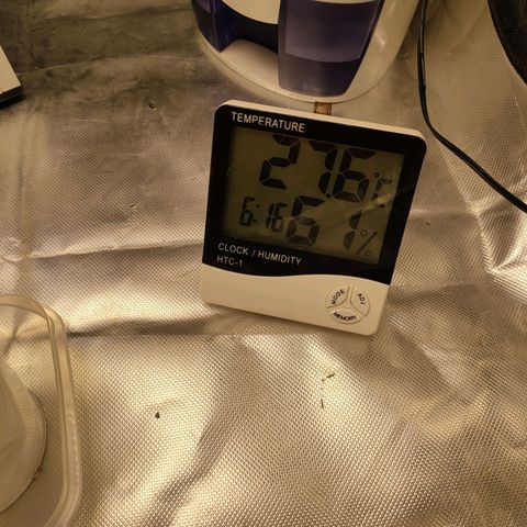 Gelato 41 fast growlog timeline photo