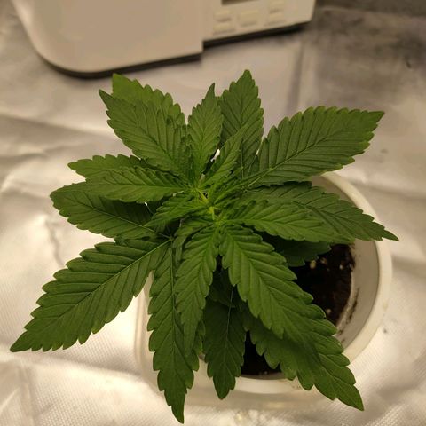 Gelato 41 fast growlog timeline photo