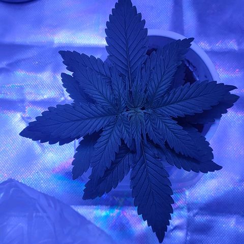 Gelato 41 fast growlog timeline photo