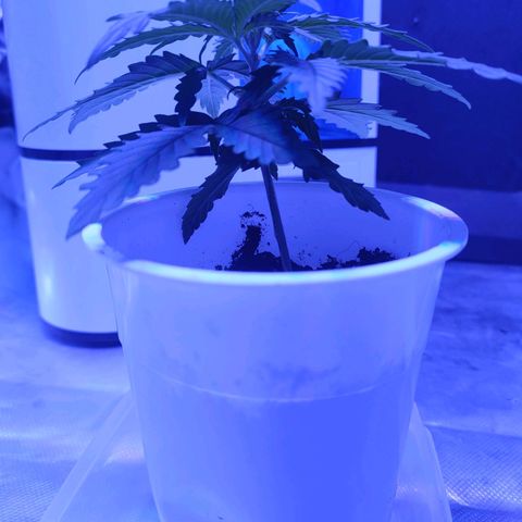 Gelato 41 fast growlog timeline photo