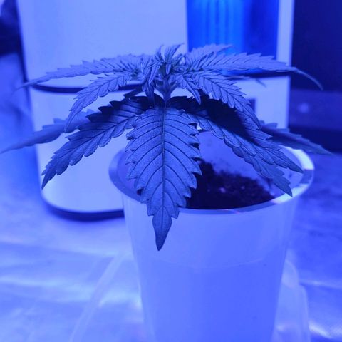 Gelato 41 fast growlog timeline photo