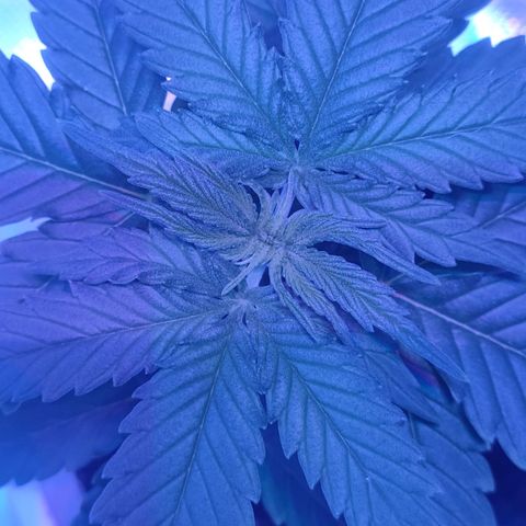 Gelato 41 fast growlog timeline photo