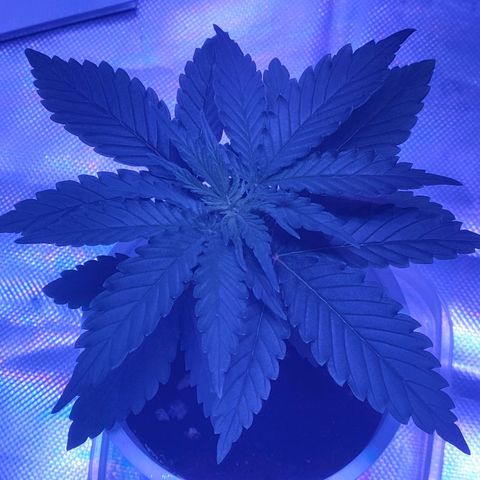 Gelato 41 fast growlog timeline photo