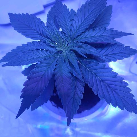 Gelato 41 fast growlog timeline photo