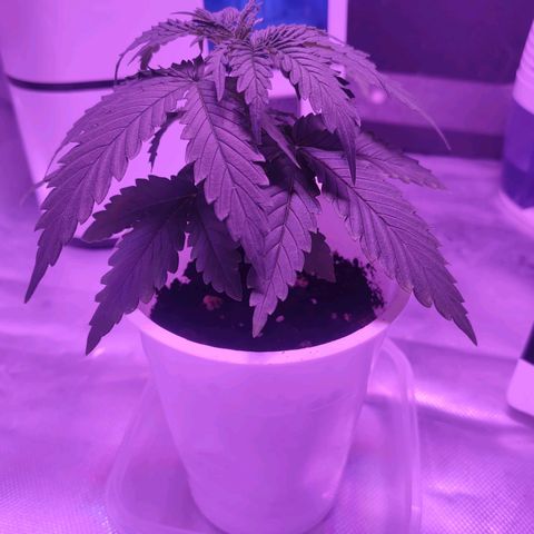Gelato 41 fast growlog timeline photo
