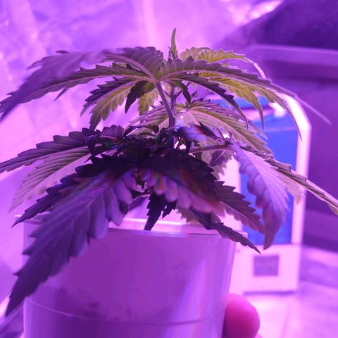 Gelato 41 fast growlog timeline photo