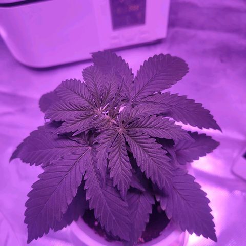 Gelato 41 fast growlog timeline photo
