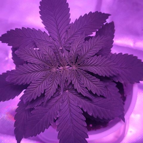 Gelato 41 fast growlog timeline photo