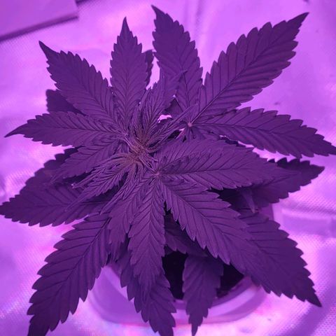 Gelato 41 fast growlog timeline photo