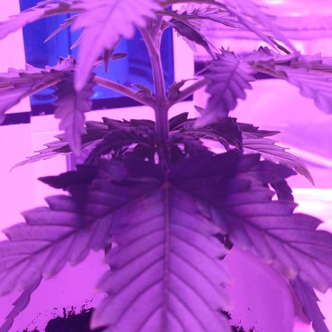 Gelato 41 fast growlog timeline photo