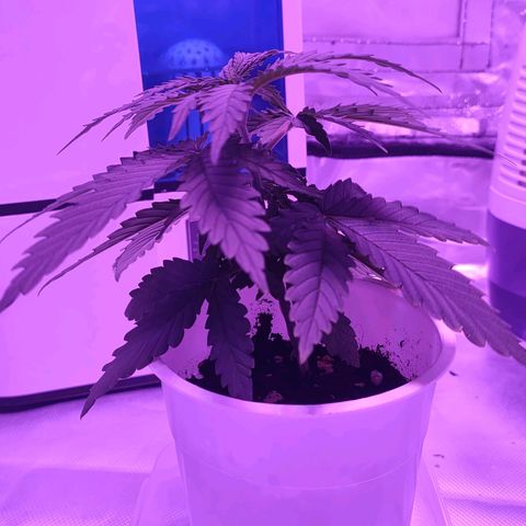 Gelato 41 fast growlog timeline photo
