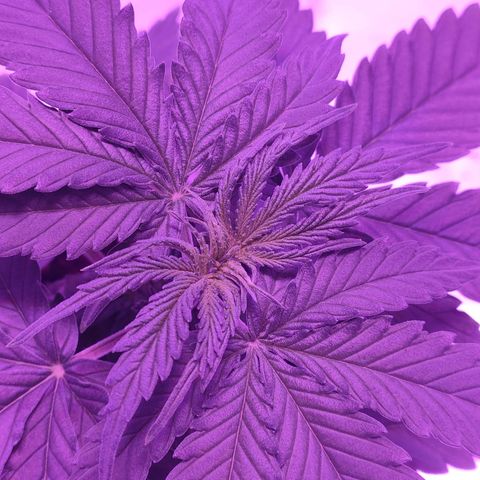 Gelato 41 fast growlog timeline photo