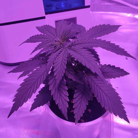 Gelato 41 fast growlog timeline photo