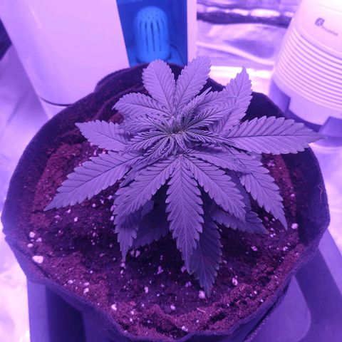 Gelato 41 fast growlog timeline photo
