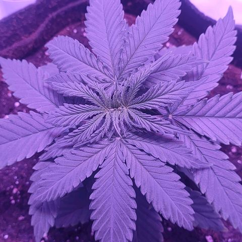 Gelato 41 fast growlog timeline photo