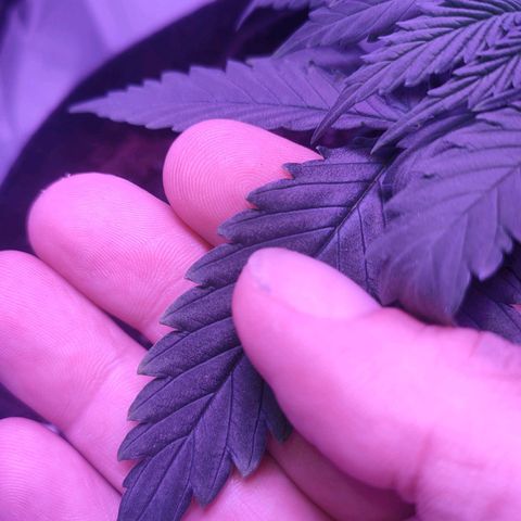 Gelato 41 fast growlog timeline photo