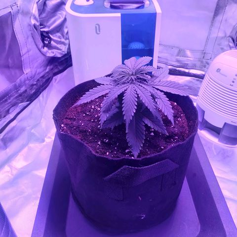 Gelato 41 fast growlog timeline photo