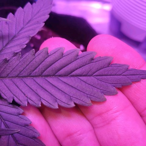 Gelato 41 fast growlog timeline photo