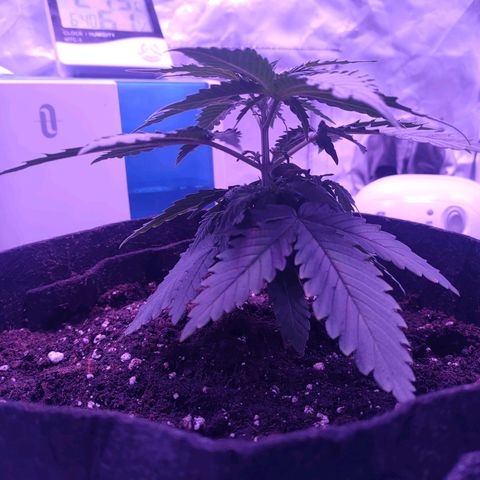 Gelato 41 fast growlog timeline photo