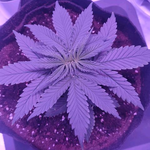 Gelato 41 fast growlog timeline photo
