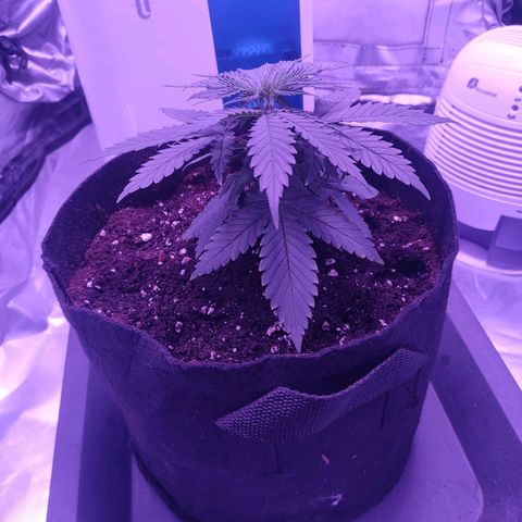 Gelato 41 fast growlog timeline photo