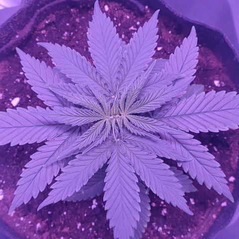 Gelato 41 fast growlog timeline photo