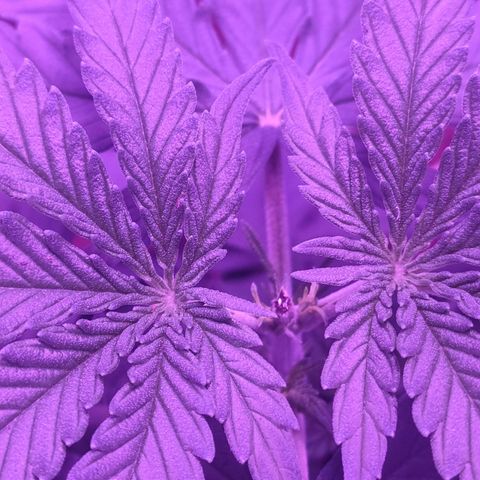 Gelato 41 fast growlog timeline photo