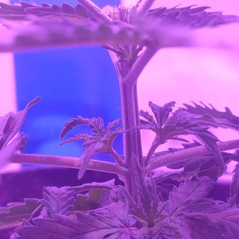 Gelato 41 fast growlog timeline photo