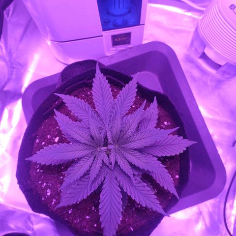 Gelato 41 fast growlog timeline photo