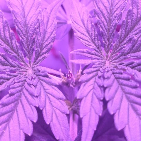 Gelato 41 fast growlog timeline photo