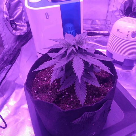 Gelato 41 fast growlog timeline photo