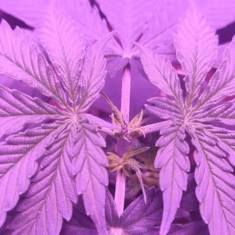 Gelato 41 fast growlog timeline photo