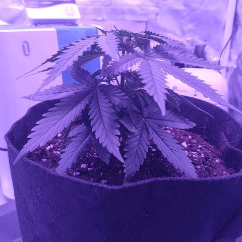 Gelato 41 fast growlog timeline photo