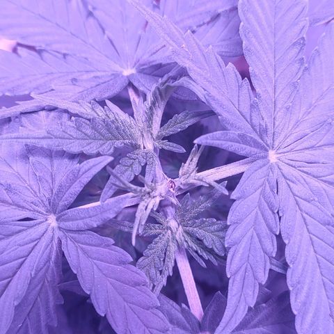 Gelato 41 fast growlog timeline photo
