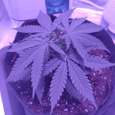 Gelato 41 fast growlog timeline photo