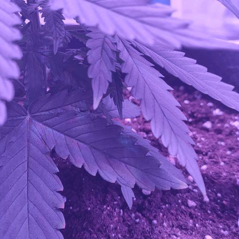 Gelato 41 fast growlog timeline photo