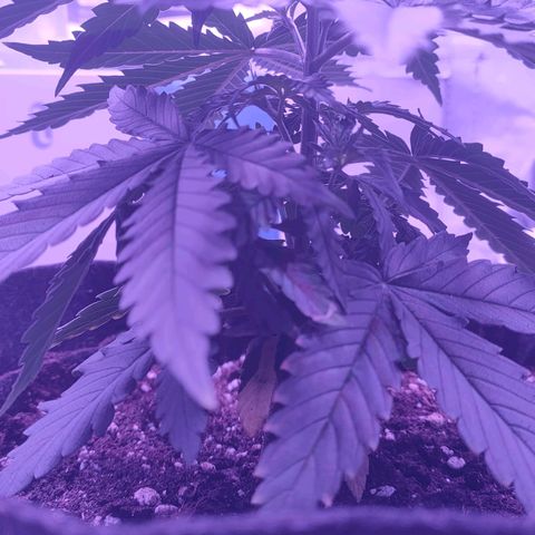 Gelato 41 fast growlog timeline photo