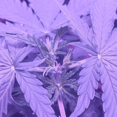 Gelato 41 fast growlog timeline photo