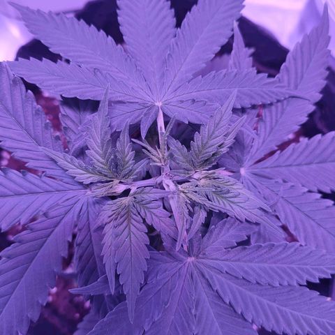 Gelato 41 fast growlog photo: Finalmente cresce! Era il pH troppo basso!!!!