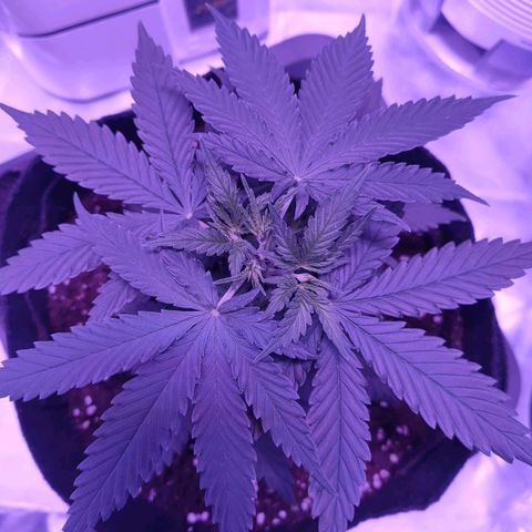 Gelato 41 fast growlog photo: Finalmente cresce! Era il pH troppo basso!!!!