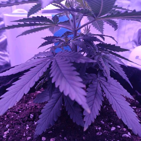Gelato 41 fast growlog photo: Finalmente cresce! Era il pH troppo basso!!!!