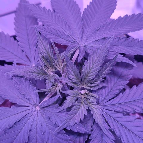 Gelato 41 fast growlog photo: Finalmente cresce! Era il pH troppo basso!!!!
