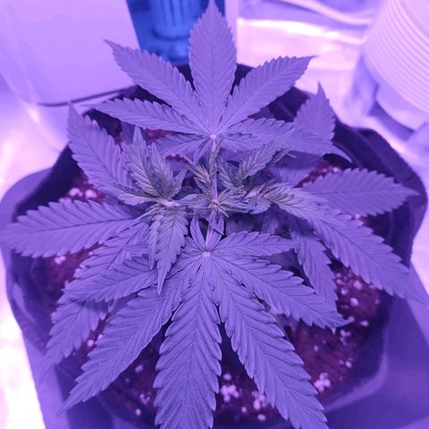 Gelato 41 fast growlog timeline photo